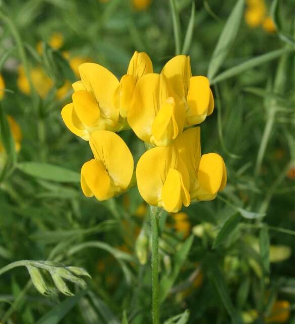 Слика од Lathyrus pratensis L.