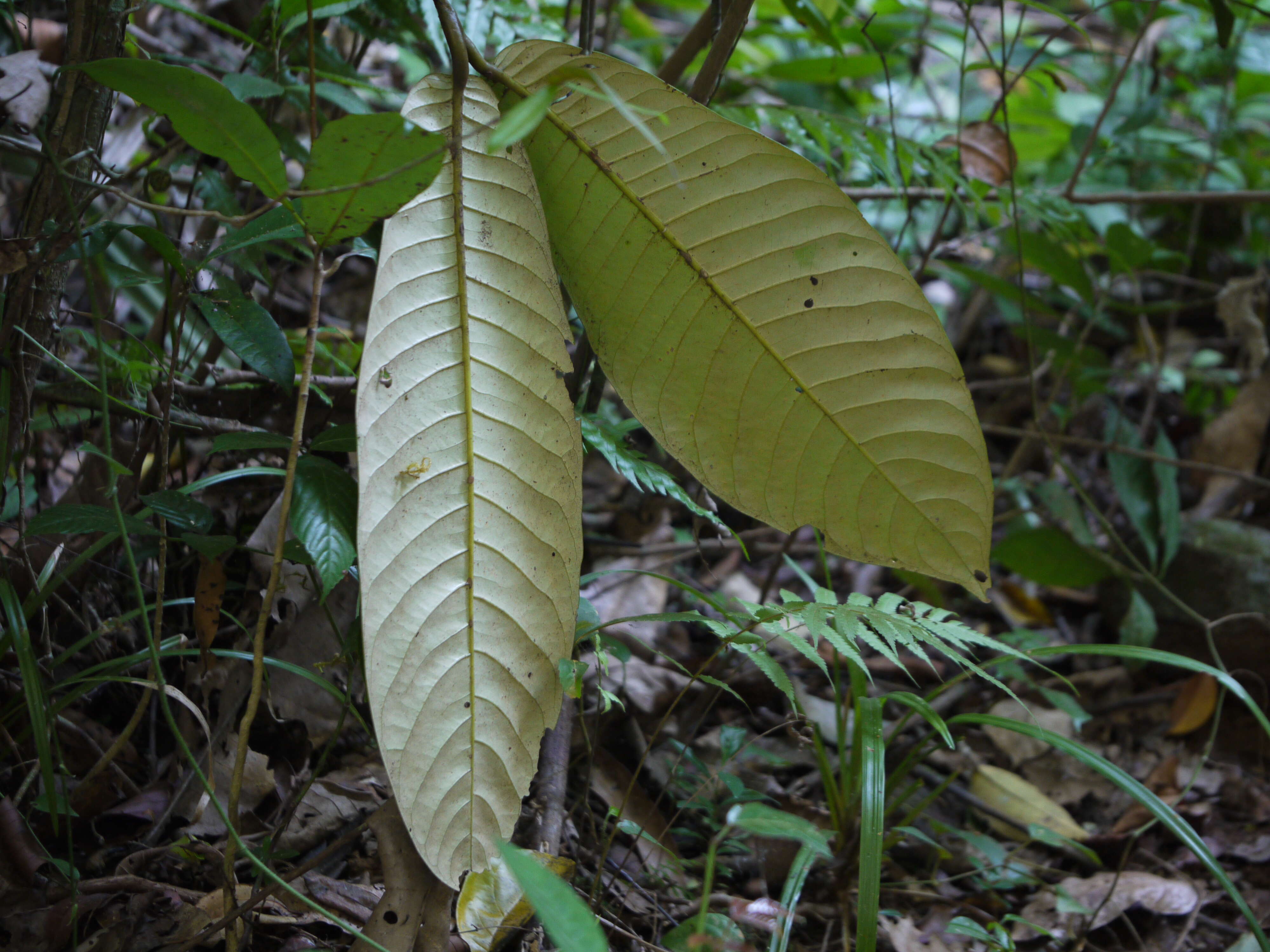 Image de Virola surinamensis (Rolander) Warb.