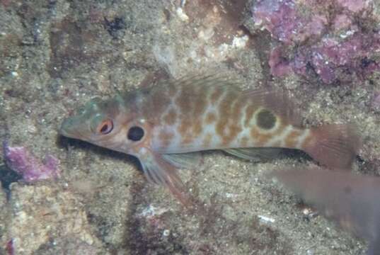 Image of Twinspot Hawkfish