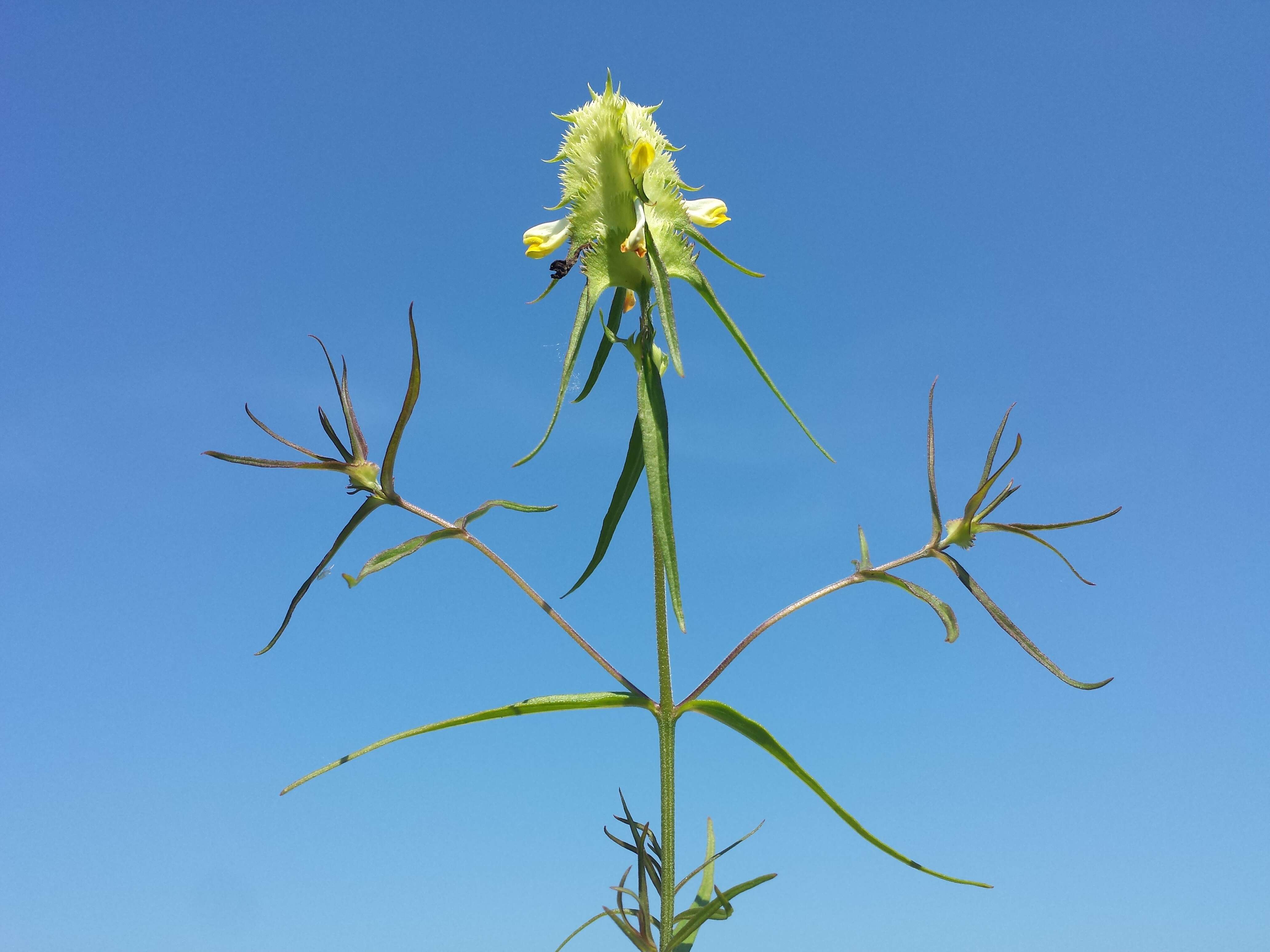 Image of Crested Cow-wheat