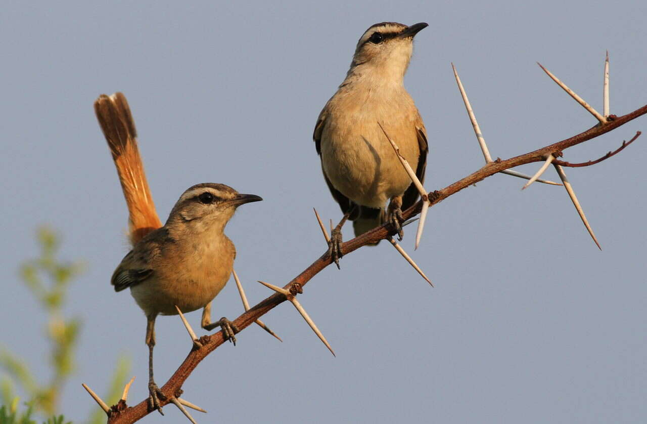 Image of Kalahari Scrub Robin