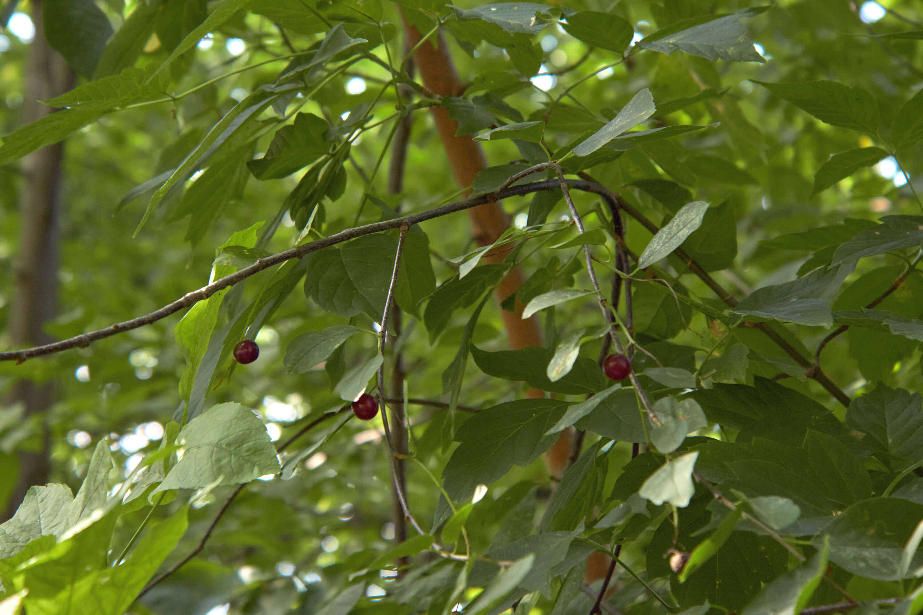 Image of sour cherry