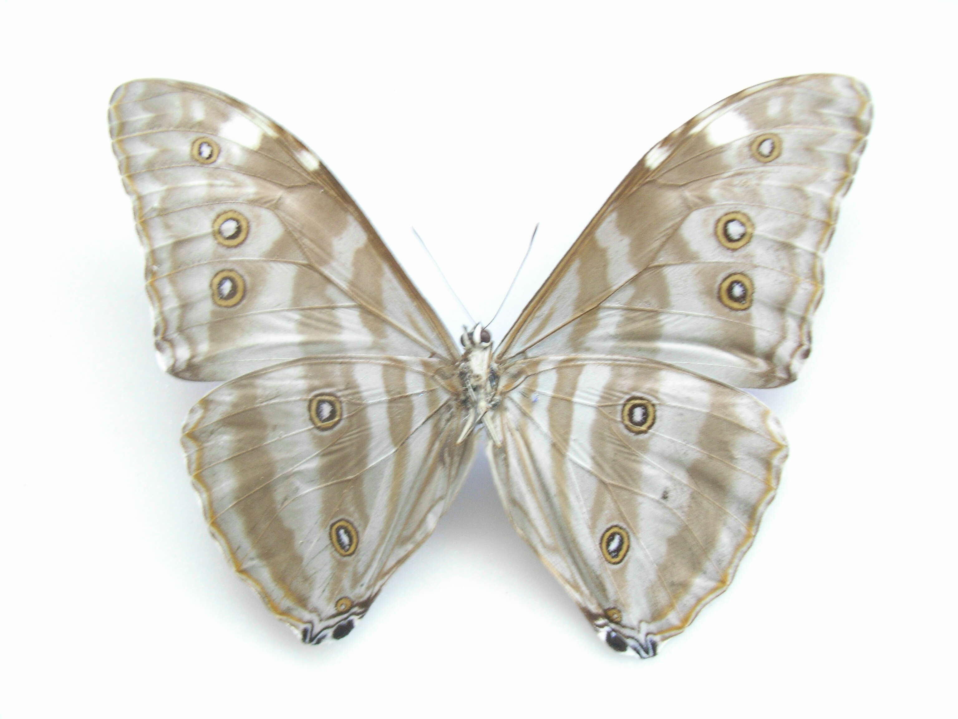 Morpho adonis Cramer 1779的圖片