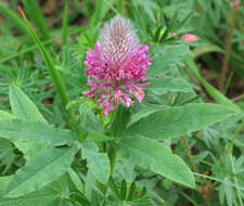 Image of Red Trefoil