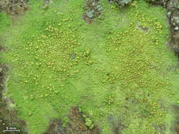 Image of Sulphur dust lichen