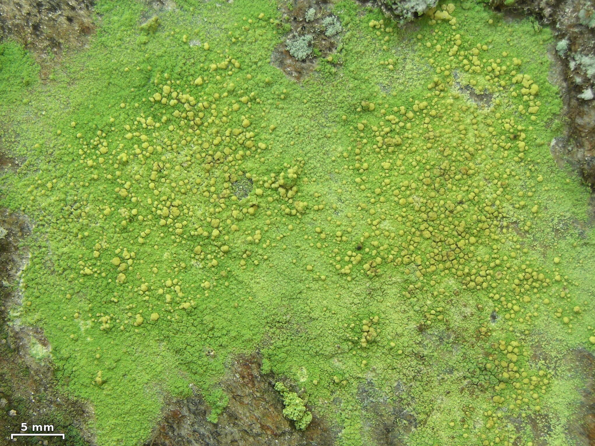 Image of Sulphur dust lichen