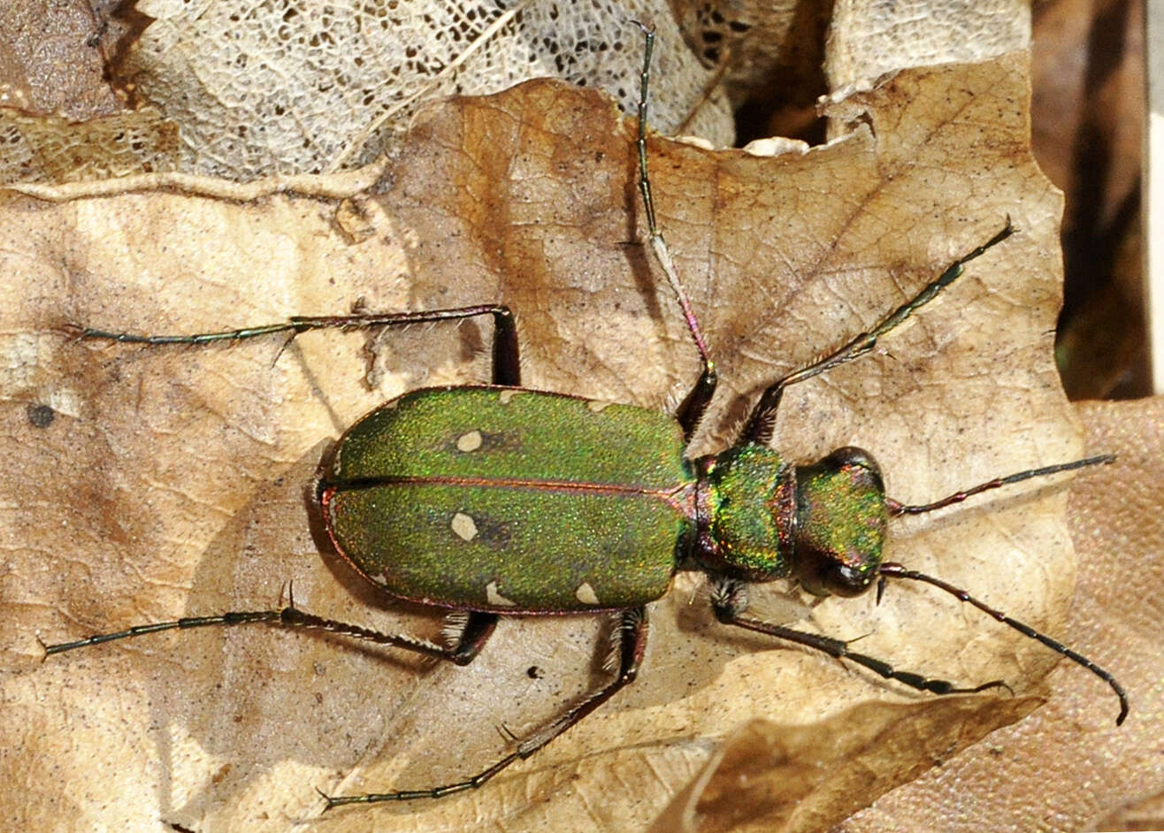 Image of Green tiger beetle