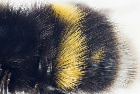 Image of Bombus soroeensis (Fabricius 1776)