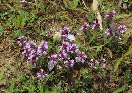 Image of Plebejus idas