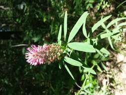 Image of Red Trefoil