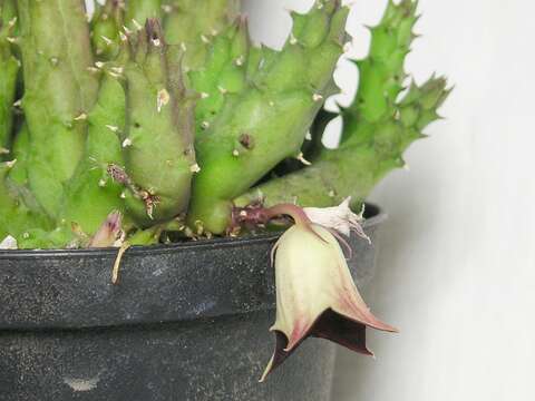 Image of Huernia