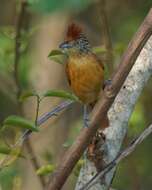 Image of Barred Antshrike