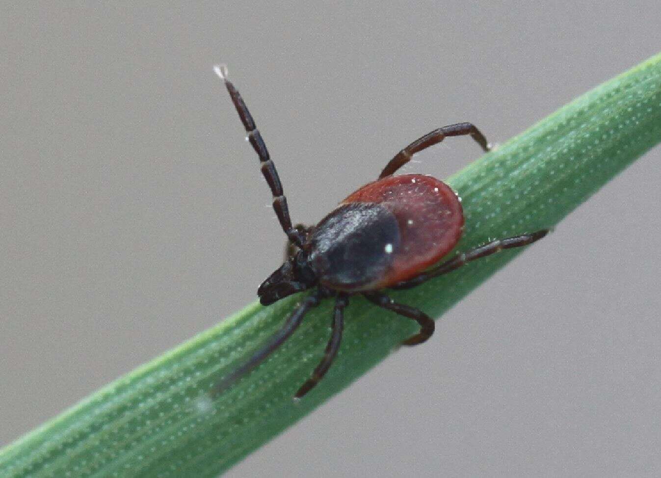 Image of Ixodes ricinus (Linnaeus 1758)