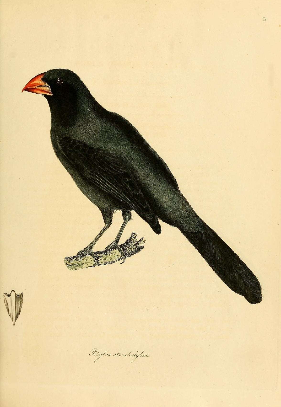 Image of Black-throated Grosbeak