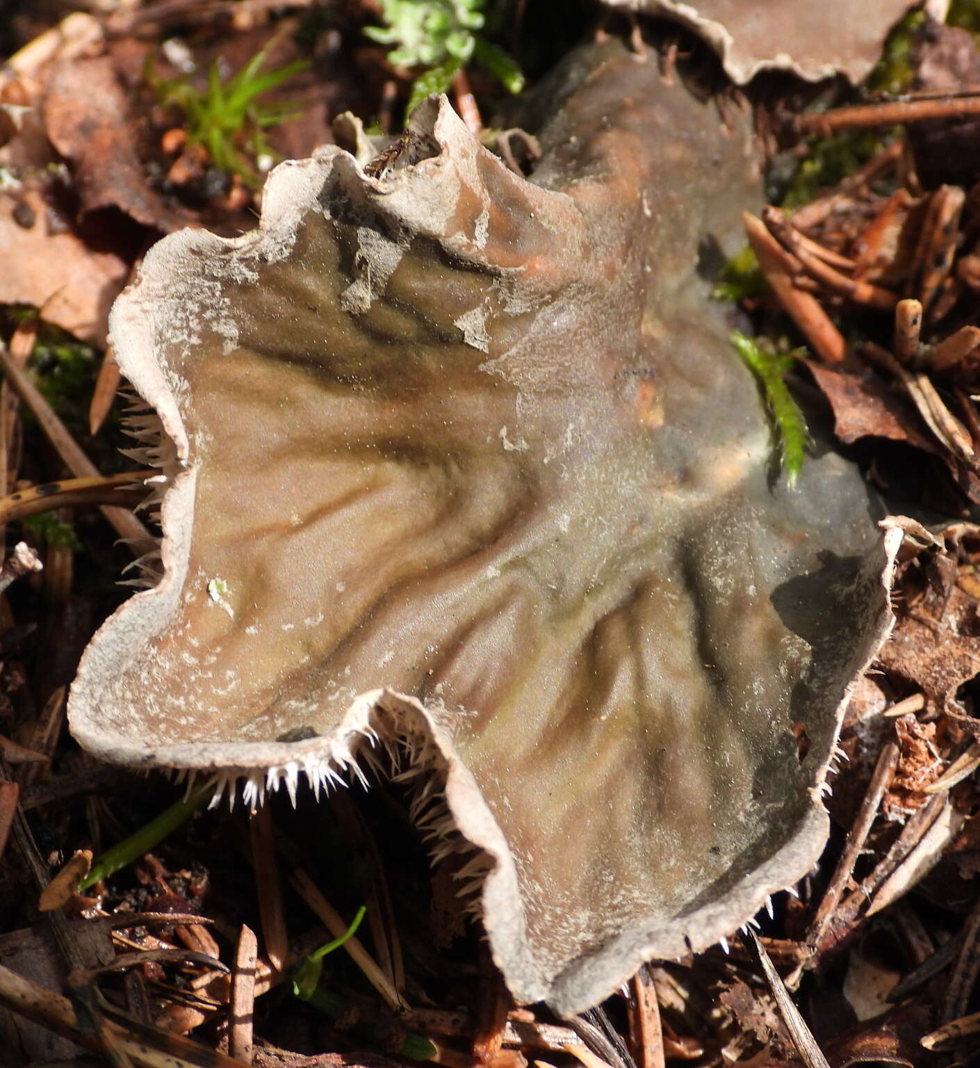 Слика од Peltigera membranacea (Ach.) Nyl.