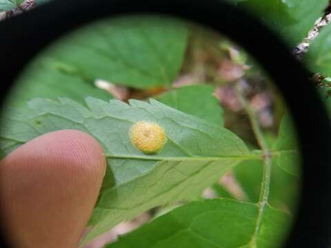 鐵線蓮銹孢銹菌的圖片