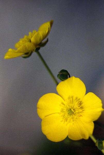 Image of Ranunculus gramineus L.