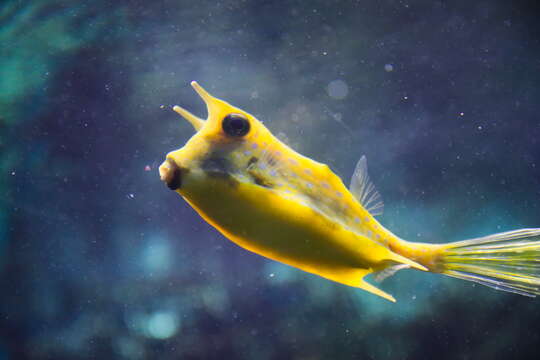 Image of Longhorn cowfish