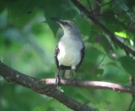 Image of Tropical Mockingbird