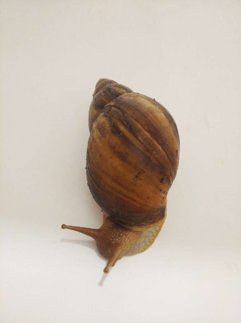 Image of Achatina fulica