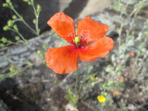 Image of Long-headed Poppy