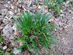 Image of perennial ryegrass