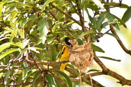 Image of Black-hooded Oriole