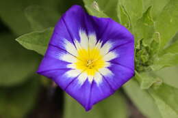 Image of Dwarf Morning Glory