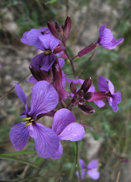 Image de Moricandia arvensis (L.) DC.