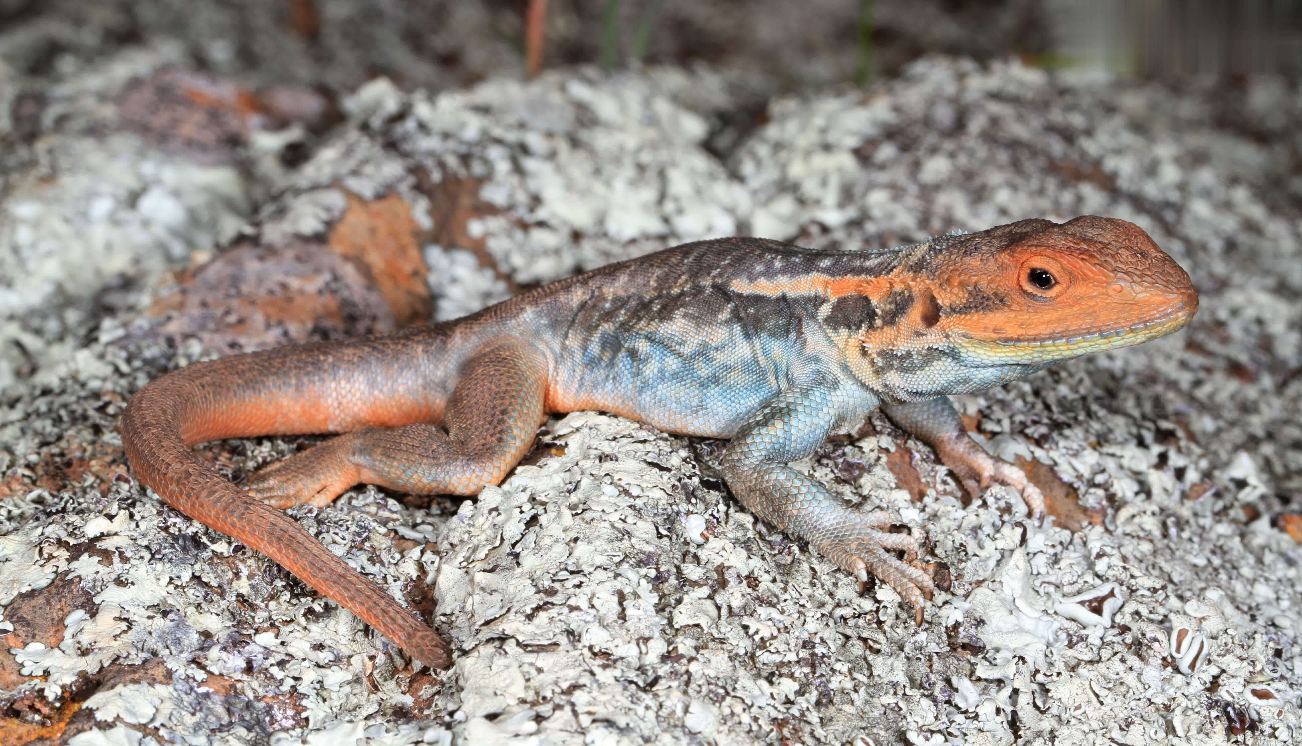 Ctenophorus decresii (Duméril & Bibron 1837) resmi