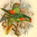 صورة Charmosyna rubronotata (Wallace 1862)