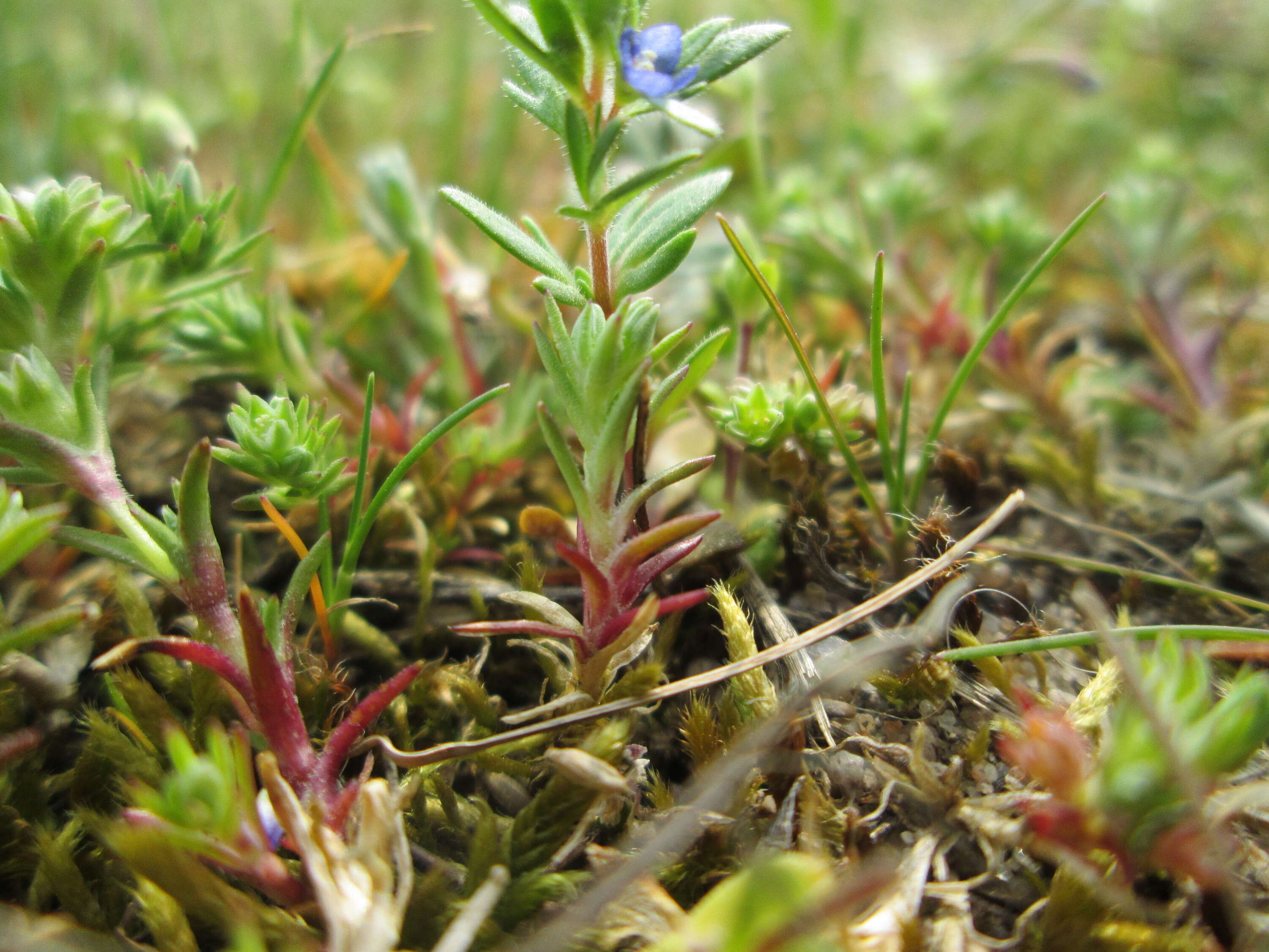 Image of spring speedwell