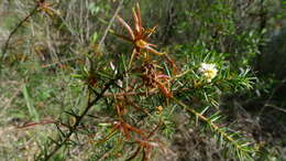 Image of juniper wattle