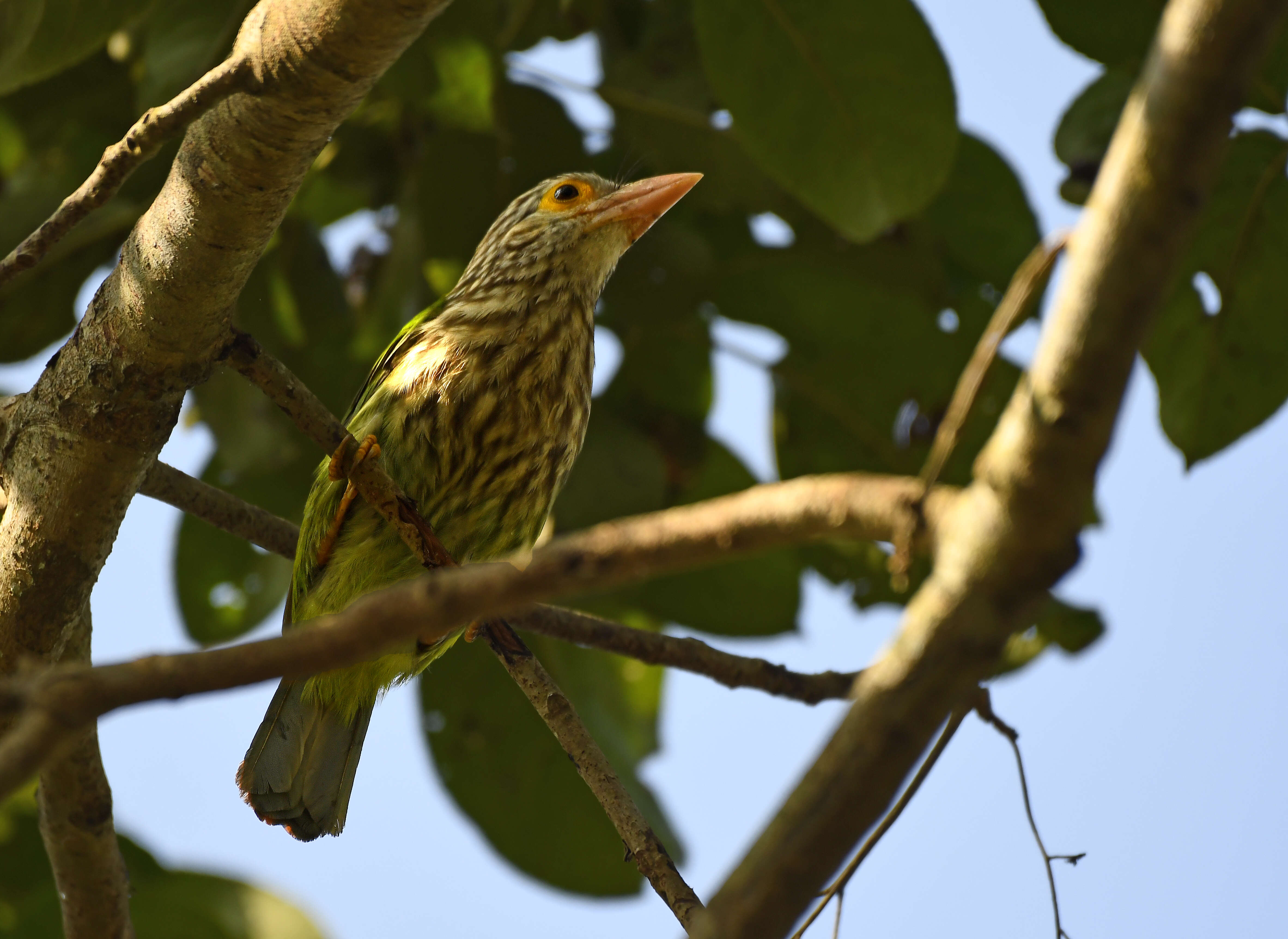 Psilopogon lineatus (Vieillot 1816) resmi