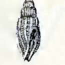 Image of Eucithara interstriata (E. A. Smith 1876)