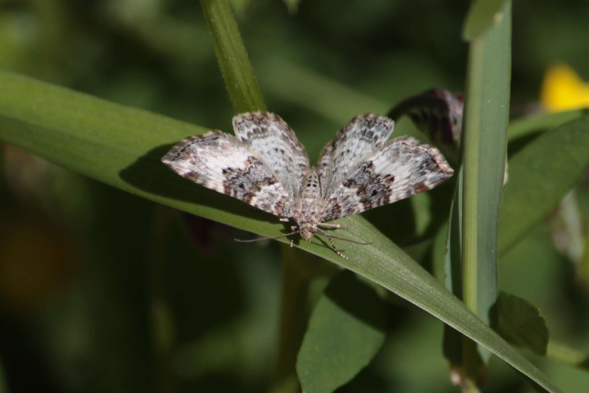 Image of common carpet