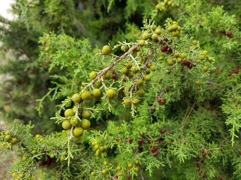 Слика од Juniperus phoenicea L.