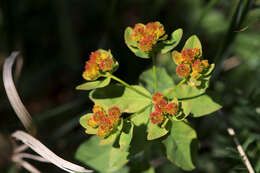 Image of cushion spurge