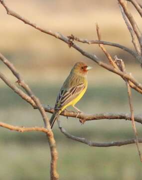 Image of Brown-headed Bunting