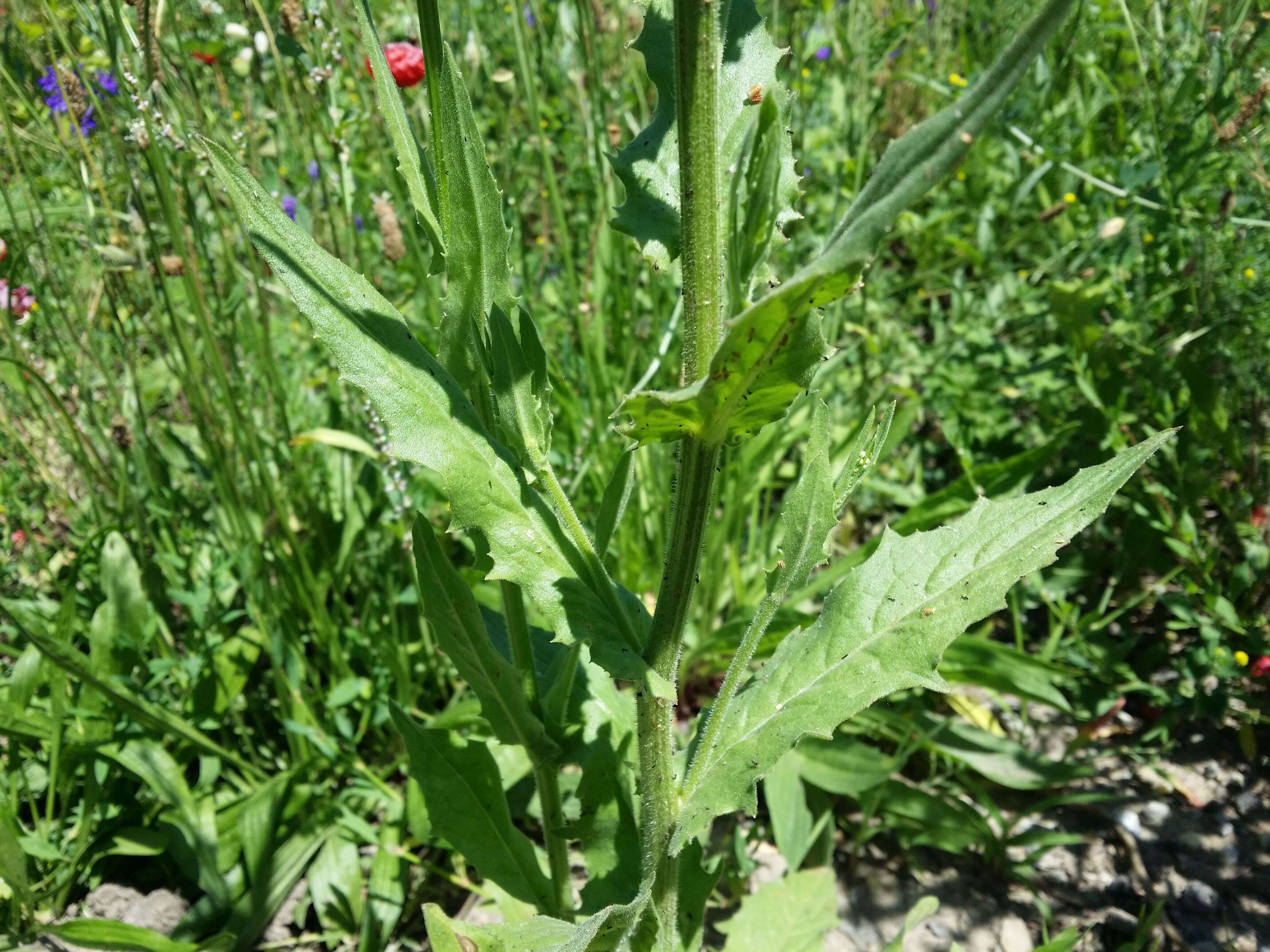 Image of smallflower hawksbeard