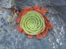 Image of Aeonium glandulosum (Ait.) Webb & Berth.