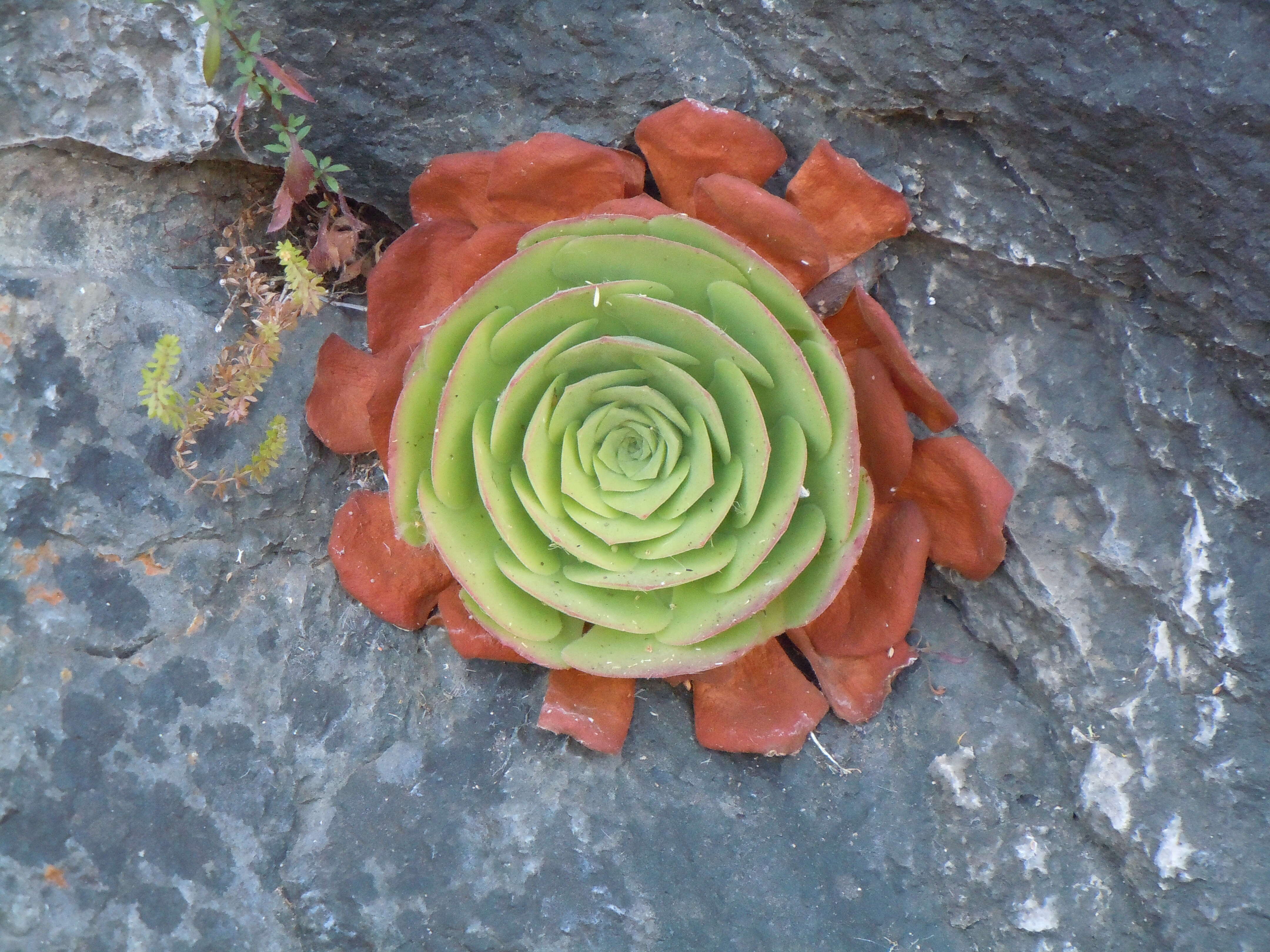 Image of Aeonium glandulosum (Ait.) Webb & Berth.