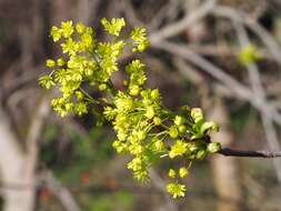 Image of Norway Maple