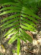 Image of Hottentot Fern