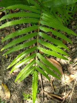 Image of Hottentot Fern