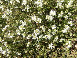 Imagem de Iberis sempervirens L.