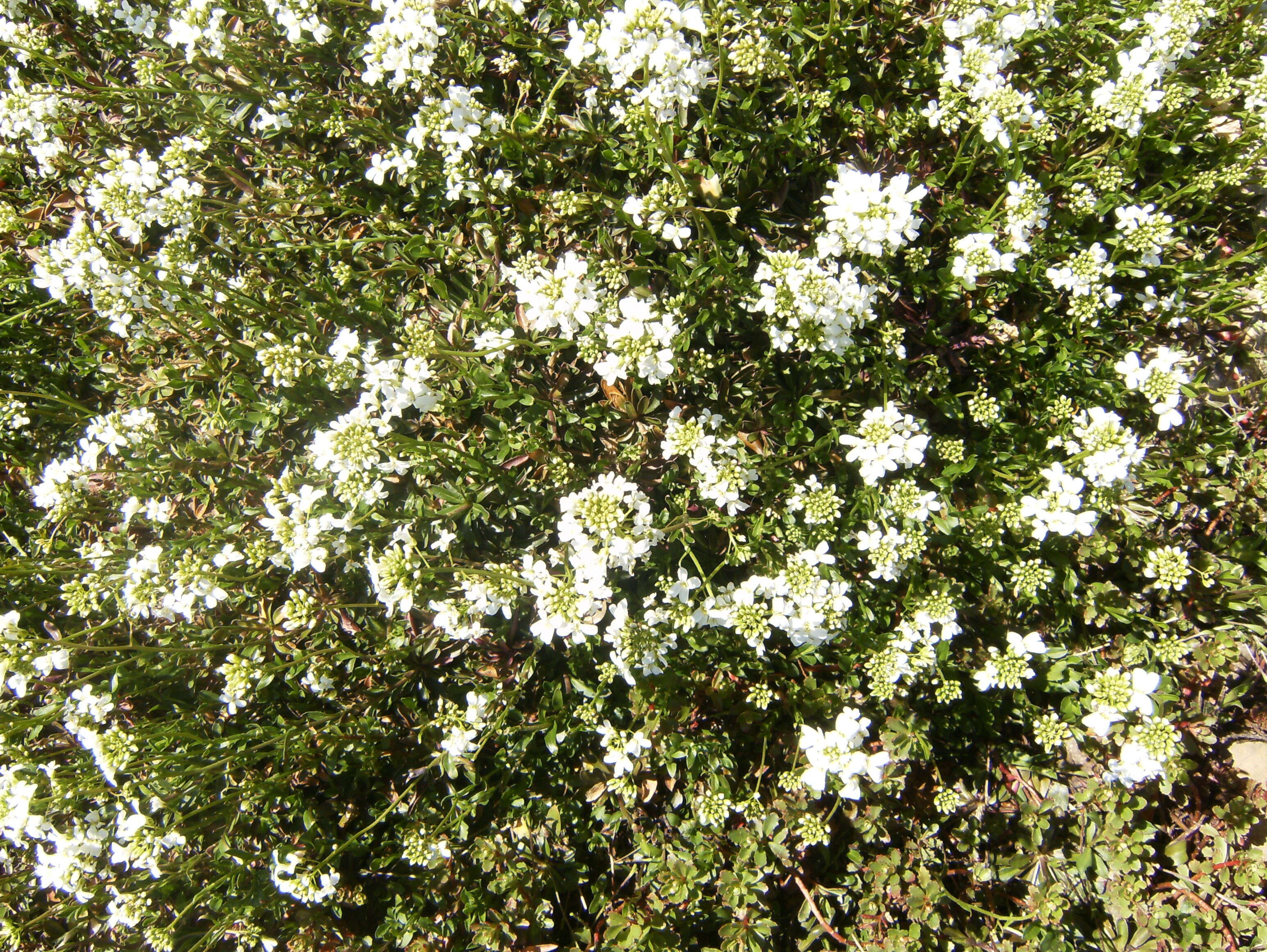 Plancia ëd Iberis sempervirens L.