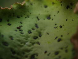 Image of felt lichen