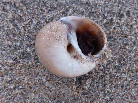 Image of European necklace shell