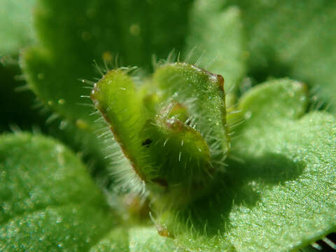 Image of ivy-leaved speedwell